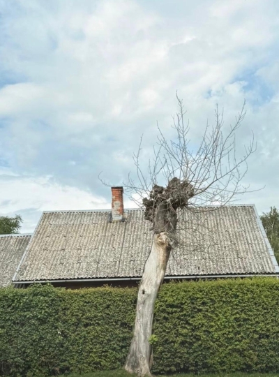 Nokaltis koks