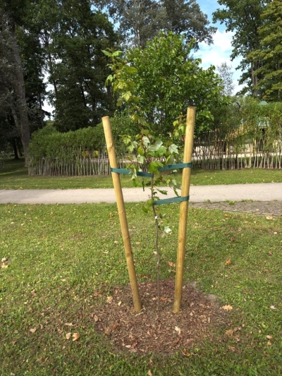 Apstādījumi parkā