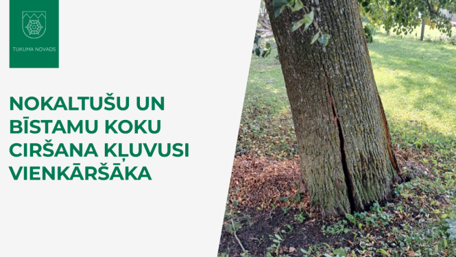 Nakaltušu un bīstamu koku ciršana