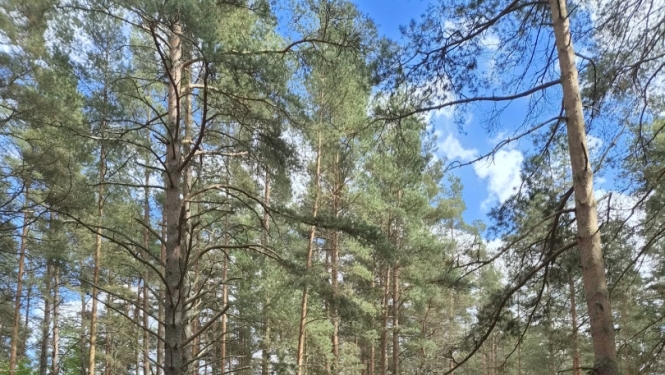Zivju un putnu diena Engurē