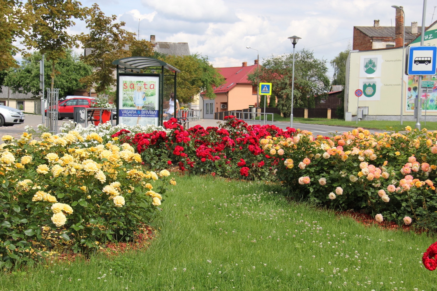Tukumā krāšņi zied rozes