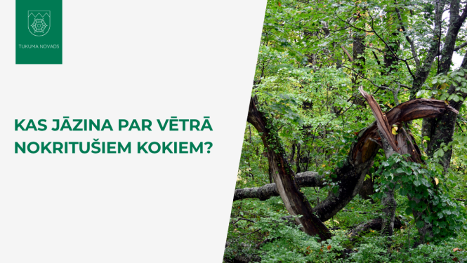 Kas jāzina par vētrā nokritušiem kokiem?
