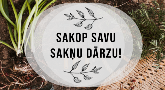 Saknu darzi kopija