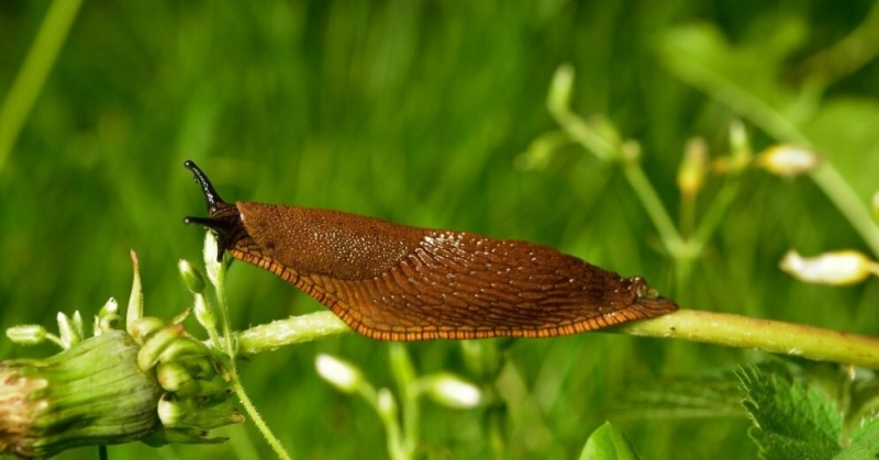 Spanijas kailgliemezis