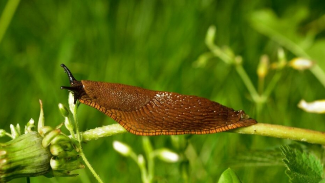 Par Spānijas kailgliemeža izplatības ierobežošanu