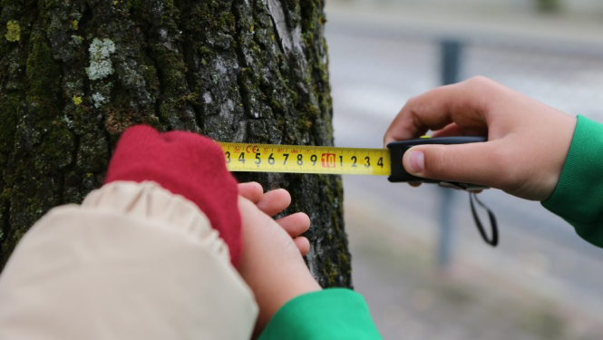 Koka stumbru mēra ar mērlentu