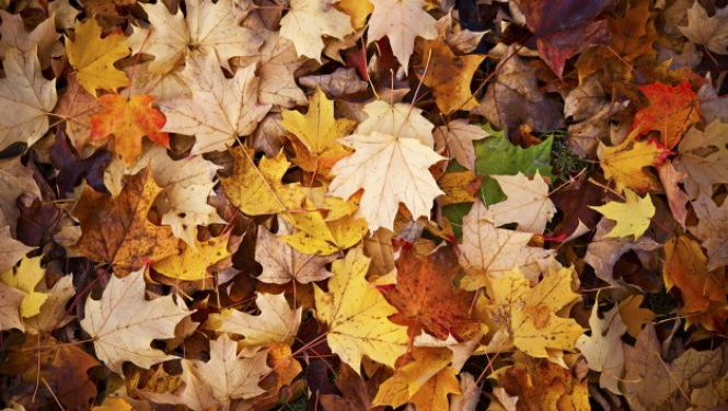 Krāsainas dažādu koku rudens lapas