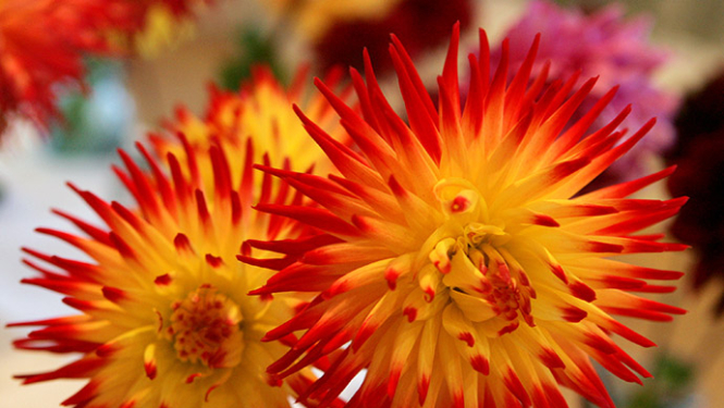 1.septembra svinīgie pasākumi Tukuma novada izglītības iestādēs