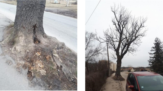 Likvidēs koku Smilšu ielā 32, Tukumā