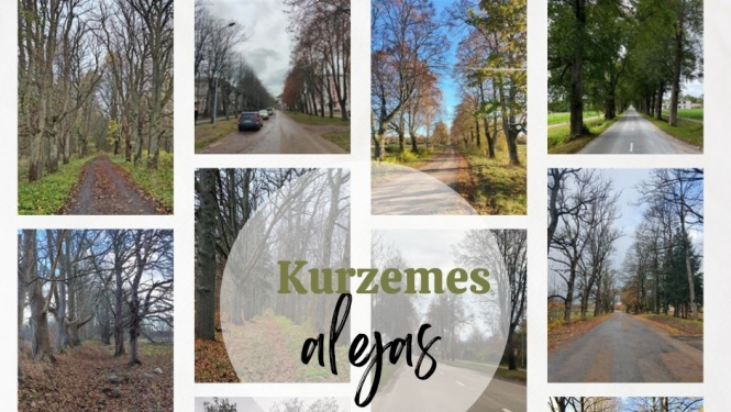 Kolāža ar daudzveidīgām Kurzemes koku alejām
