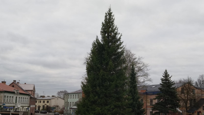 Noskatīta Brīvības laukuma svētku egle