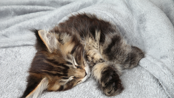 Kopā ar "Purina" gādā par patversmēm