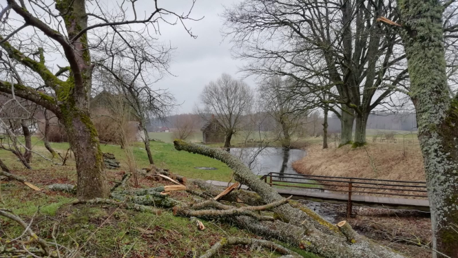Pastariņa muzejā jānozāģē slimie un bīstamie oši