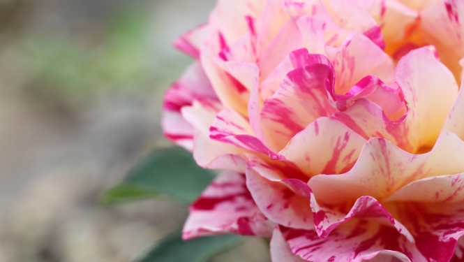 Aptauja par kultūras norisēm un vietām Tukumā šodien un nākotnē