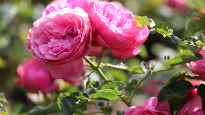 Piesakies konkursam “Tukuma smukums 2021”