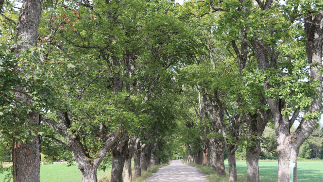 Sāks vairāku aizsargājamo aleju inventarizāciju, tai skaitā arī Jaunmokās un Vecmokās Tukuma novadā