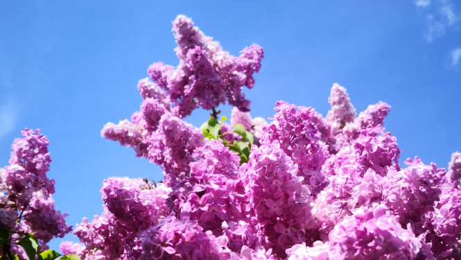 Ceriņi - Imants Ziedonis - drīz uzziedēs arī Tukumā