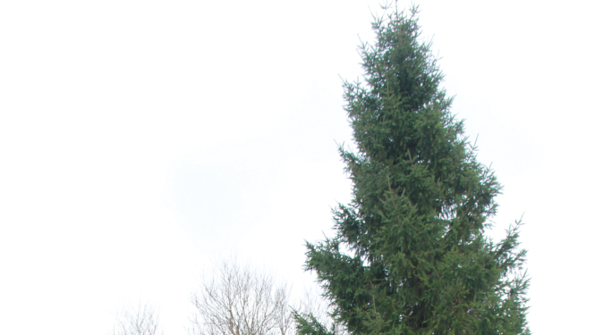 Svētku egle noskatīta!