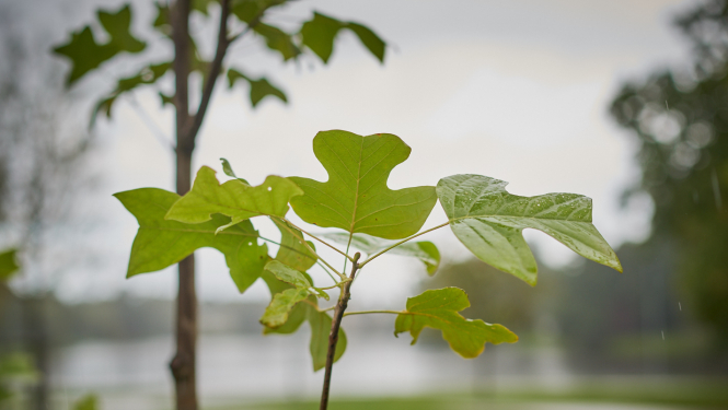 Ilustratīvs attēls