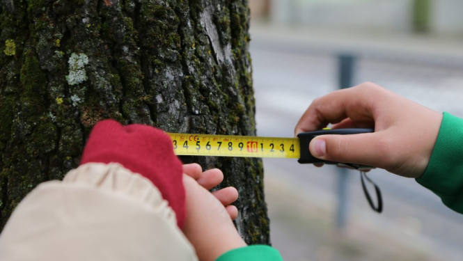 Koka stumbru mēra ar mērlentu