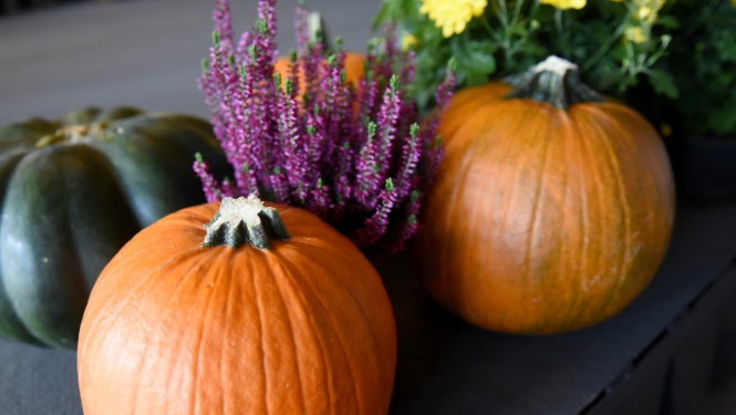 divi oranži ķirbji un viens zaļš ķirbis kopā ar viršu podiņu