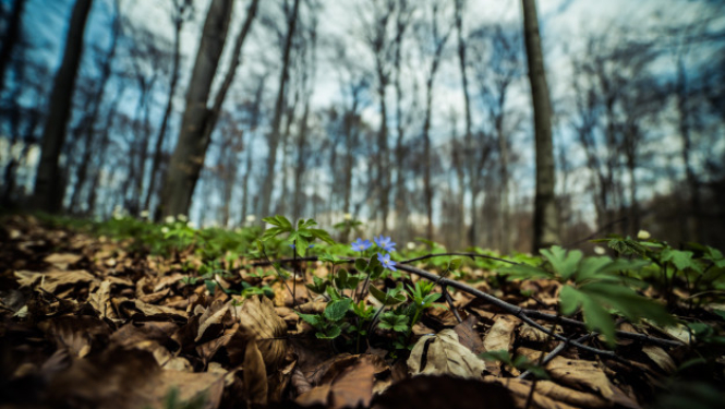 Par meža ugunsnedrošo laika posmu