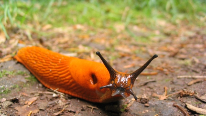 Spānijas kailgliemezis