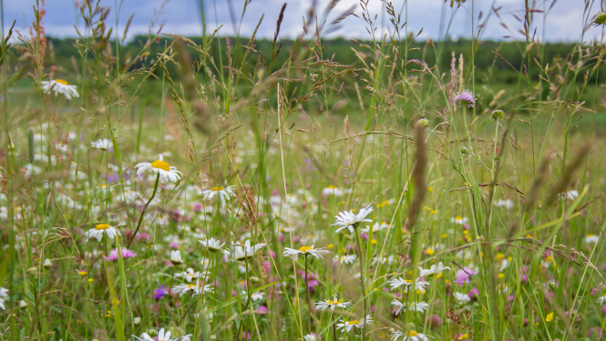 Dabas skaitīšanā bioloģiski vērtīgie zālāji konstatēti 45% apsekoto teritoriju