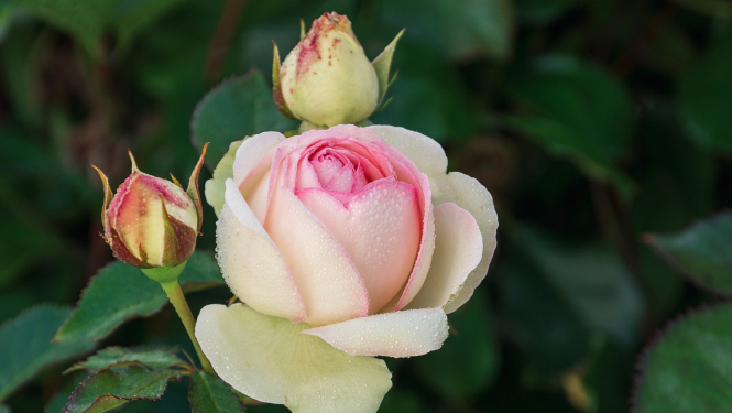 Tukuma novada Dome izsaka pateicību par sadarbību 2020. gadā, piešķirot apbalvojumus "Tukuma novada Domes Pateicības raksts"