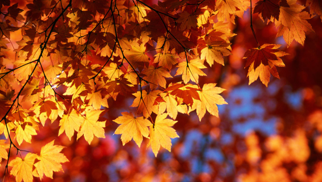 Iespēja bez maksas nodot rudens lapas