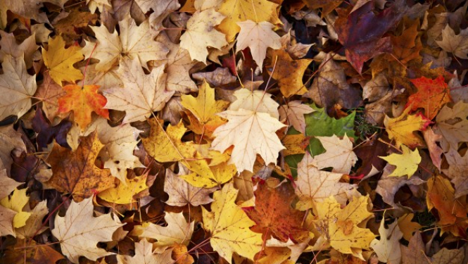 Krāsainas dažādu koku rudens lapas