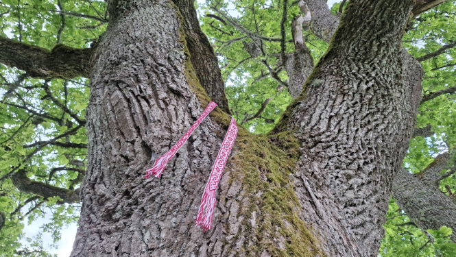 Koka stumbrs ar latvisku jostiņu