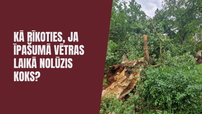 Vētrā nolūzis koks