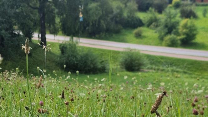 Dabīgo ziedu pļava