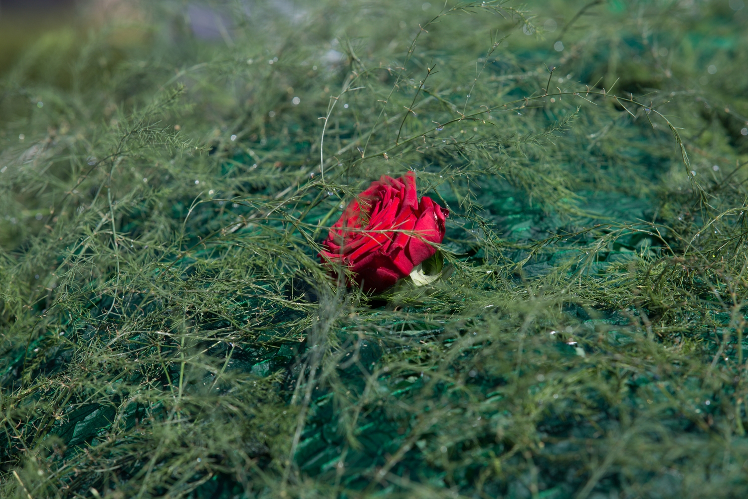 Pirmās rozes ievīšana Rožu vainagā