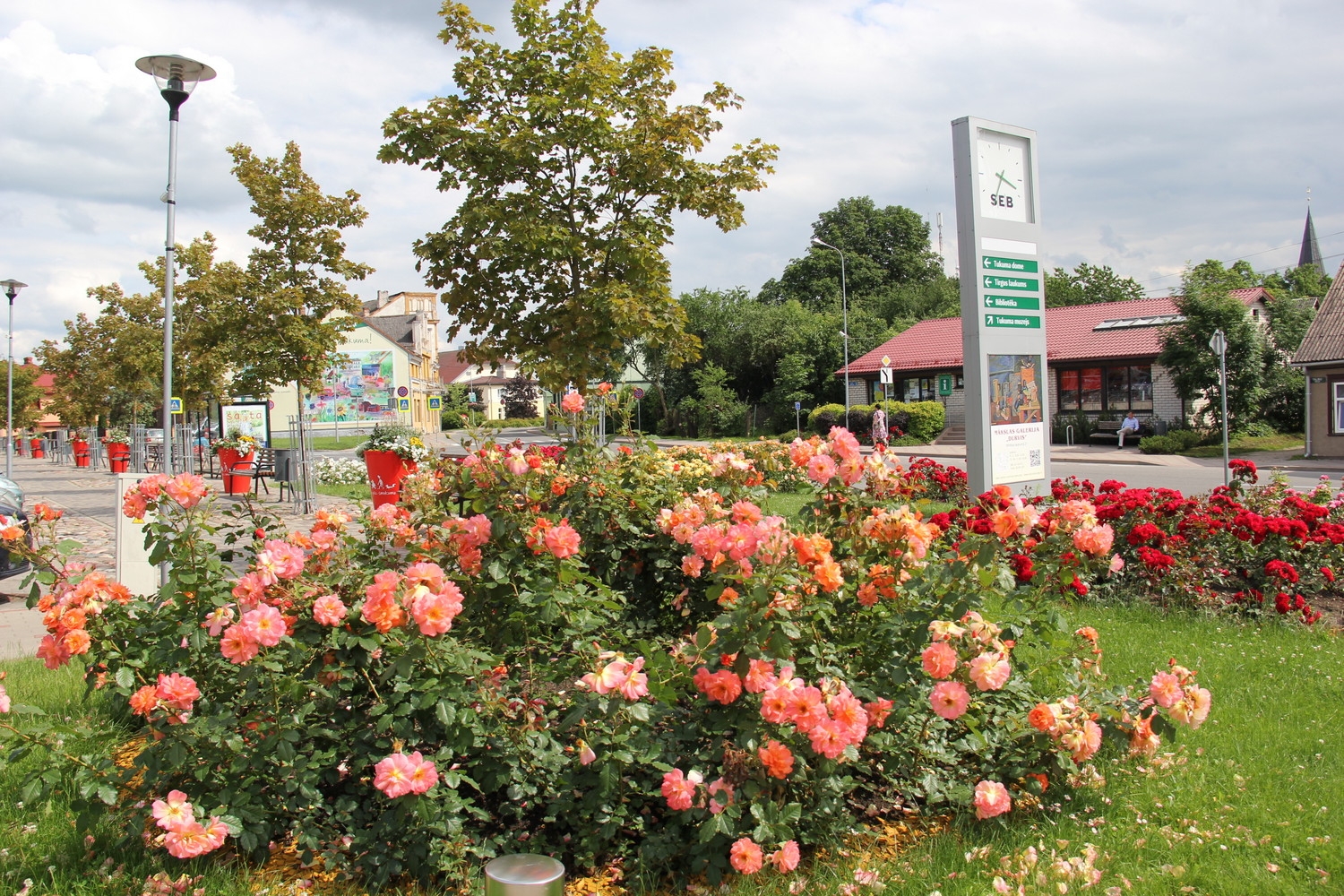 Tukumā krāšņi zied rozes