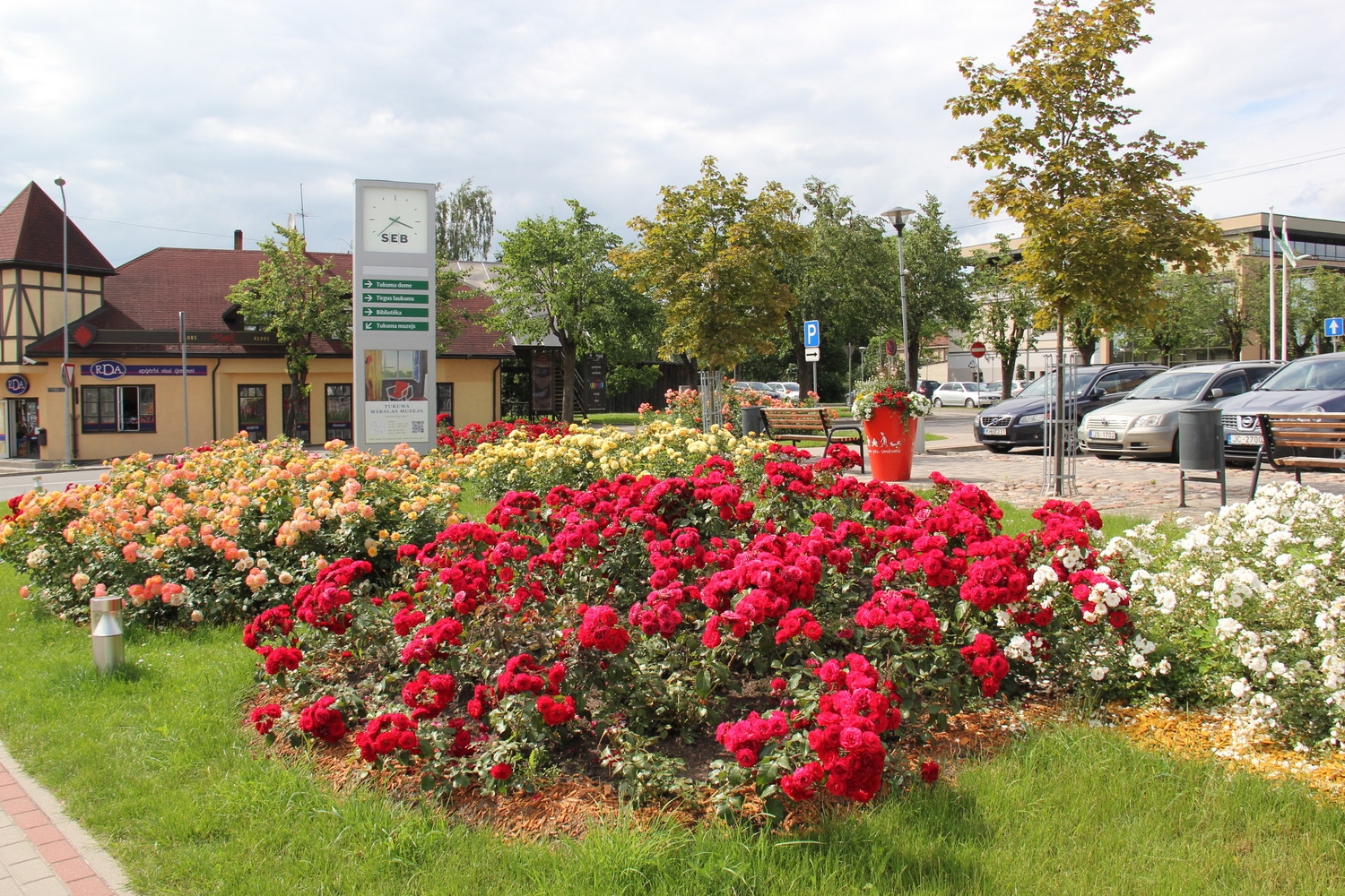 Tukumā krāšņi zied rozes