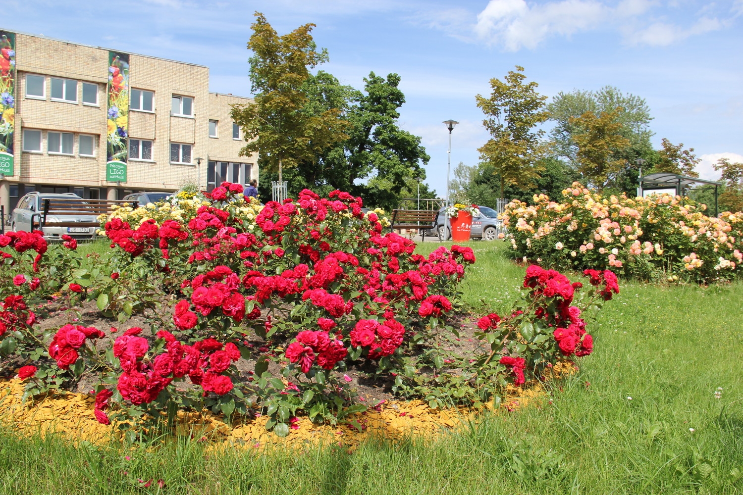 Tukumā krāšņi zied rozes