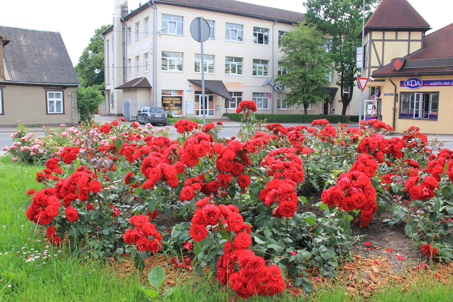 Tukumā krāšņi zied rozes