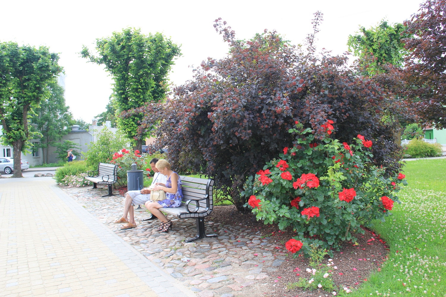 Tukumā krāšņi zied rozes