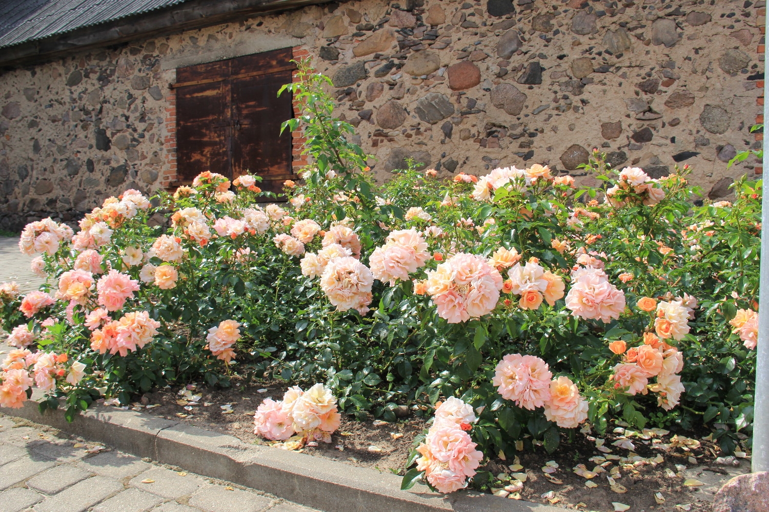 Tukumā krāšņi zied rozes