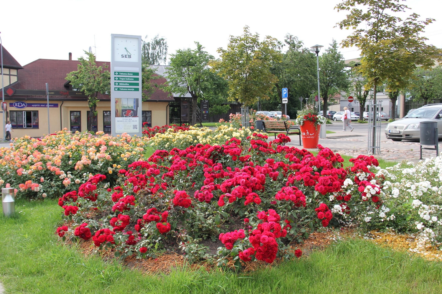 Tukumā krāšņi zied rozes