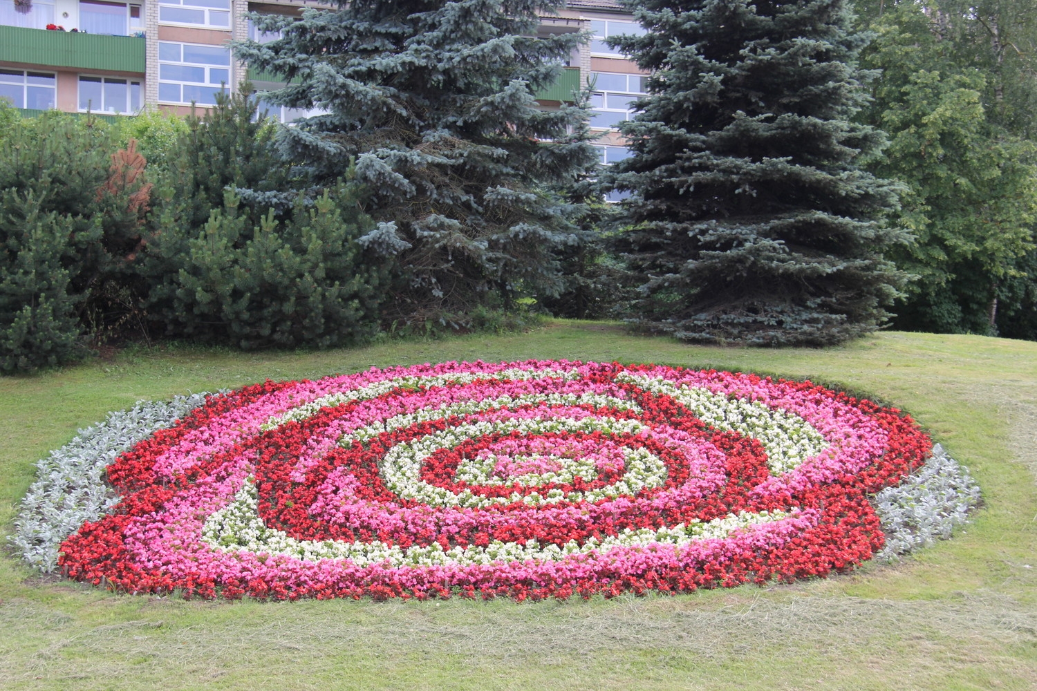 Tukumā krāšņi zied rozes