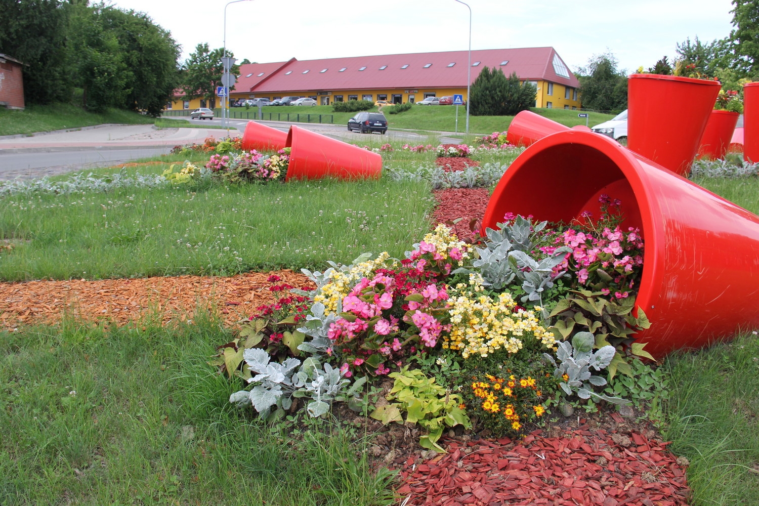 Tukumā krāšņi zied rozes