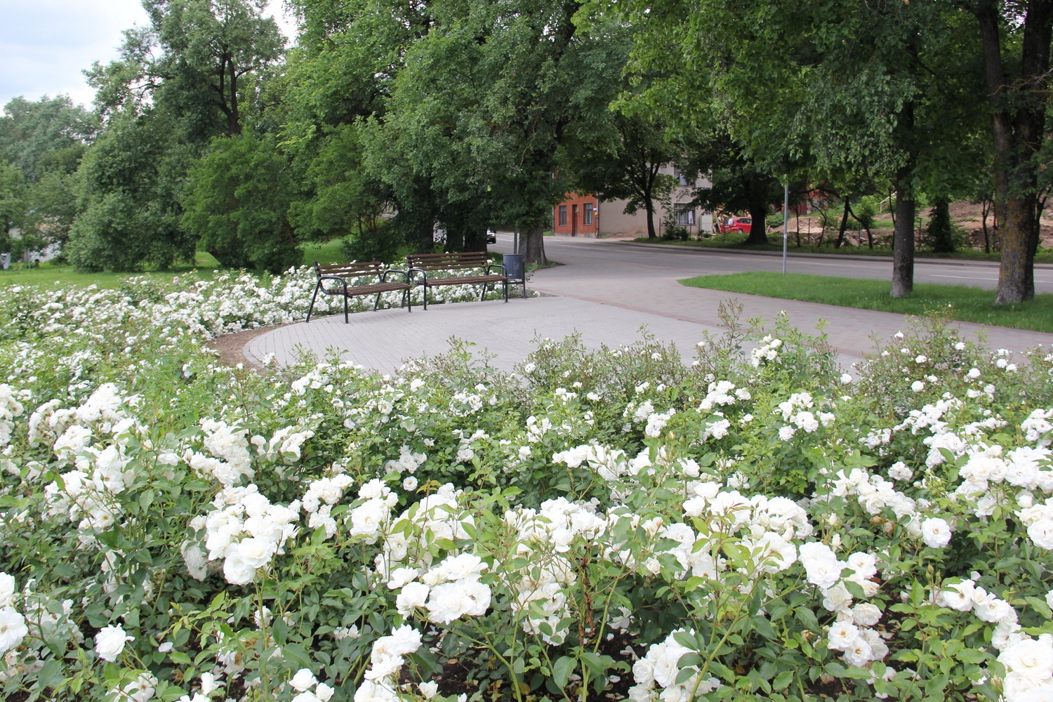 Tukumā krāšņi zied rozes