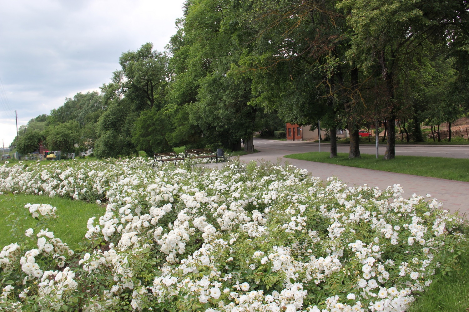 Tukumā krāšņi zied rozes