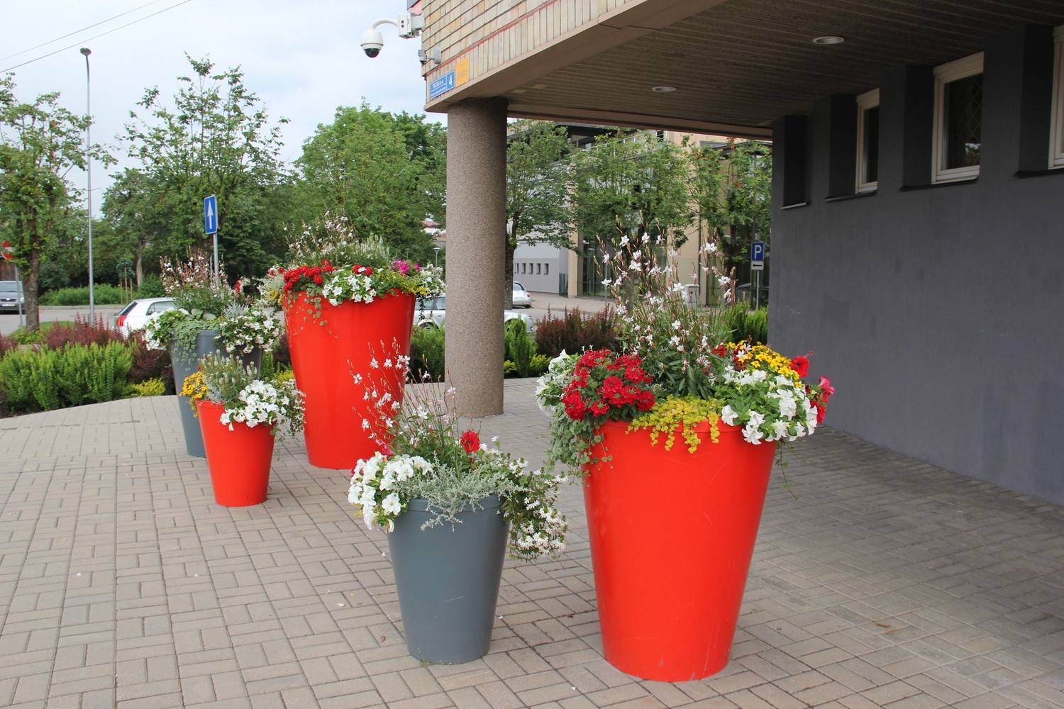 Tukumā krāšņi zied rozes