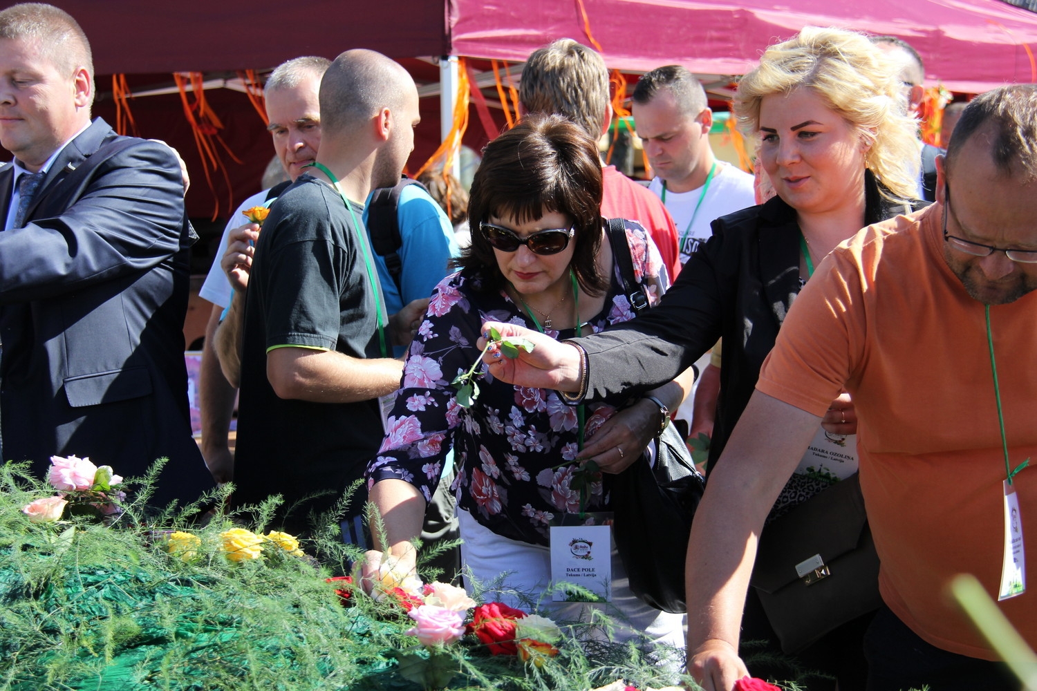 Pirmās rozes ievīšana Rožu vainagā