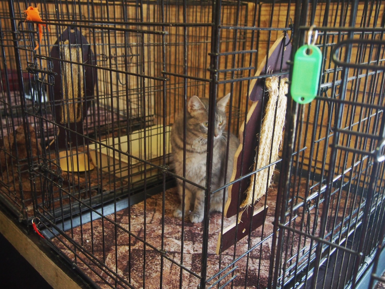 Uzcelta silta kaķu māja Tukuma dzīvnieku patversmē