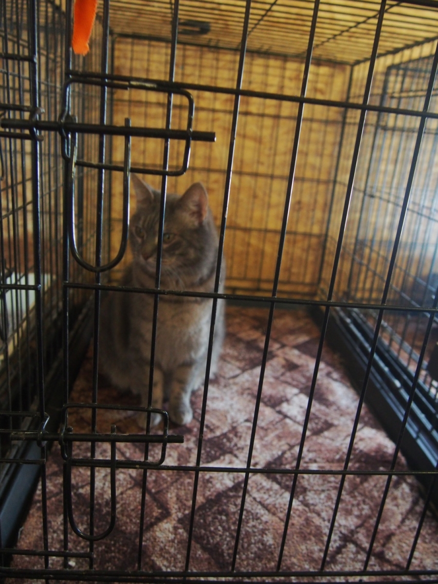 Uzcelta silta kaķu māja Tukuma dzīvnieku patversmē
